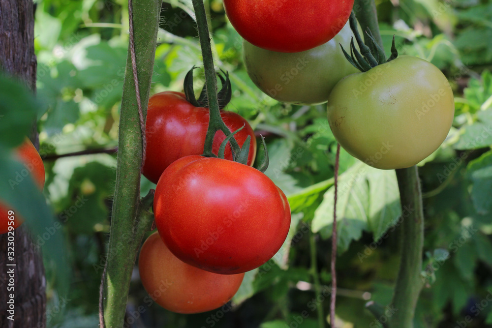 Red and Green tomatoes of a tomato plant in the garden from Thailand country.