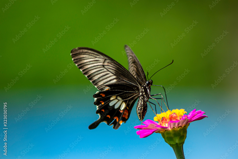 Wild flowers of clover and butterfly in a meadow in nature in the rays of sunlight in summer in the spring close-up of a macro. A picturesque colorful artistic image with a soft focus Wild flowers of clover and butterfly in a meadow in nature in the rays of sunlight in summer in the spring close-up of a macro. A picturesque colorful artistic image with a soft focus