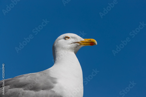 RUNDE  NORWAY - 2018 JULY 27. Seagull on the roof of the house