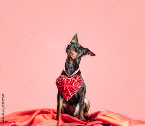 little curious puppy miniature pinscher with heart valentines day decor