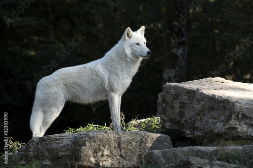 loup blanc