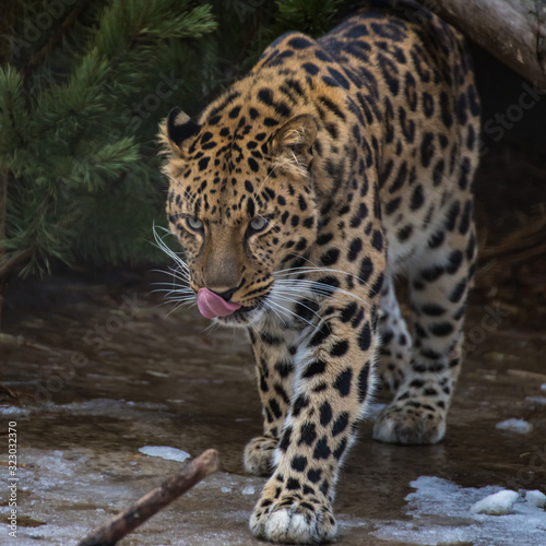 Portrait of a far Eastern leopard