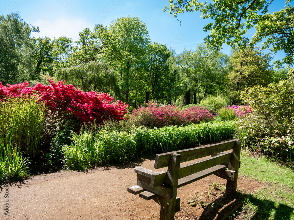 The royal garden of Isabella plantation in Richmond park in springtime, in London, England