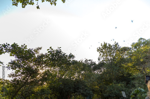 Flock of bird swallows over white background sky and green trees texture photo