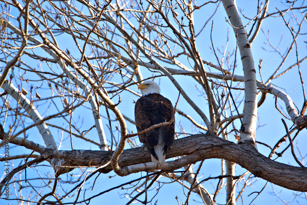 Adult Bald Eagle Adult Bald Eagle