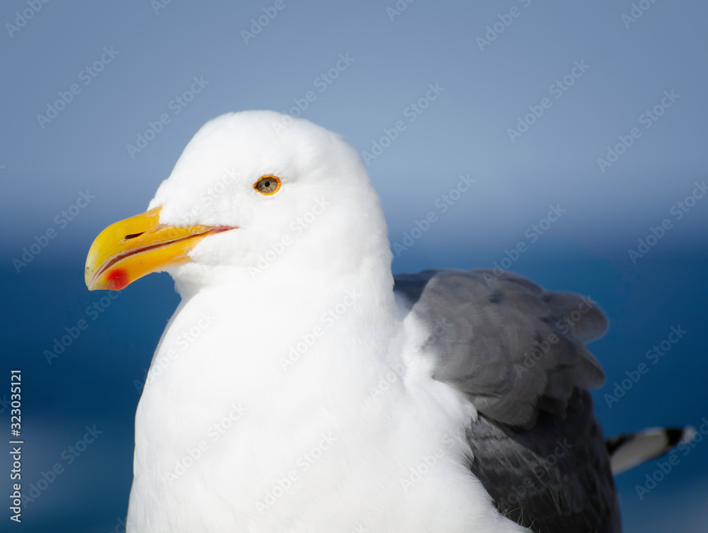 Western Gull (Larus occidentalis ), Monterey County, CA. Western Gull (Larus occidentalis ), Monterey County, CA.