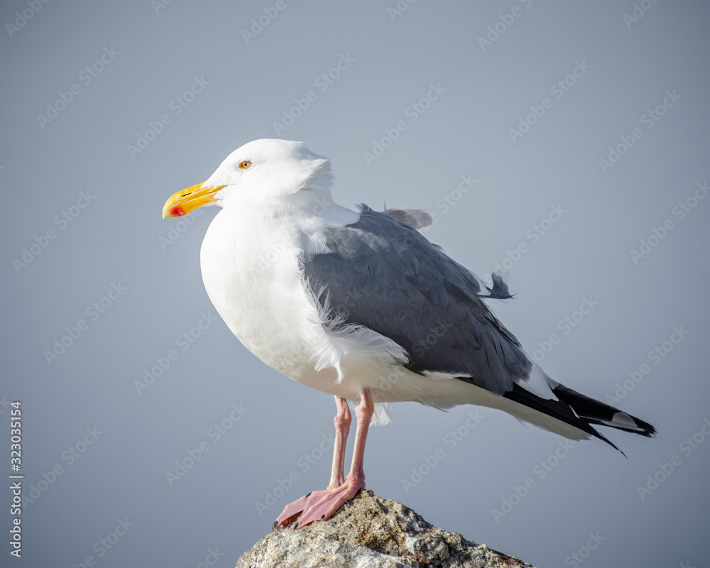Western Gull (Larus occidentalis ), Monterey County, CA.
