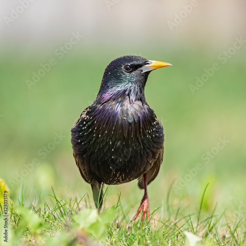 european starling, birds of europe, common starling (sturnus vulgaris), common starling, sturnus vulgaris, birdwatching, ornithology, sturnus, vulgaris, wildlife