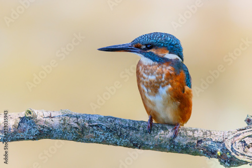 Common Kingfisher on a branch in the Lepelaarsplassen near Almere in the Netherlands photo