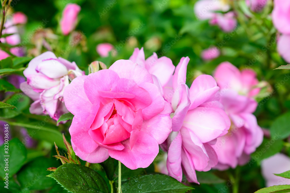 Close up of large and delicate light pink roses in full bloom in a summer garden, in direct sunlight, with blurred green leaves in the background Close up of large and delicate light pink roses in full bloom in a summer garden, in direct sunlight, with blurred green leaves in the background