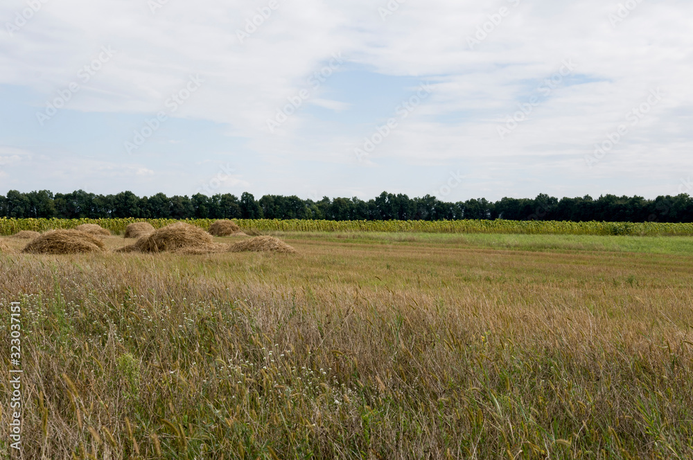 Obraz premium Hayfield. There are many stacks around. Meadow in the early autumn. Dry plants around. Green forest far away. Dark heaven with white clouds above 