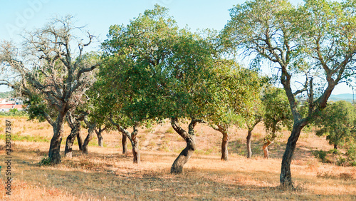 plantation of cork oak trees in Alentejo Portugal. View of dry landscape of portuguese region.