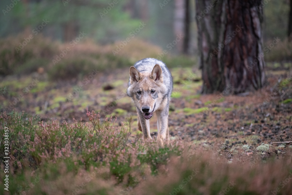 Lone wolf running in autumn forest Czech Republic