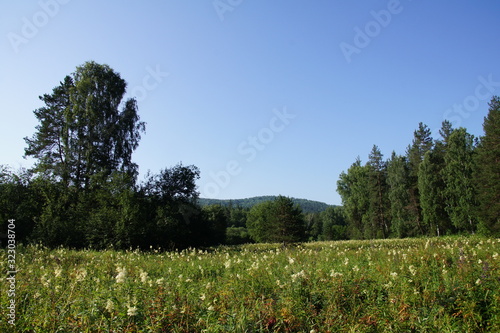 tree in field