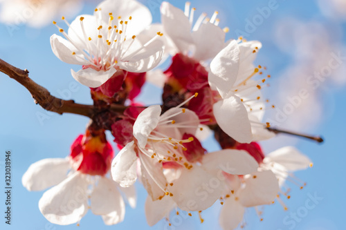 Blooming peech tree barch close-up in spingtime photo