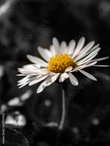 Small daisy growing in the garden with black and white background