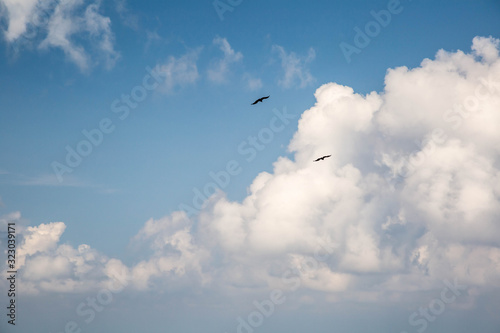 G  nsegeier Flugstudie  Sonabia  Spanien 