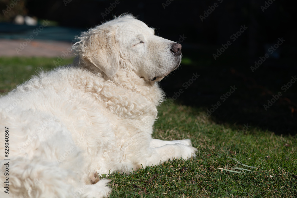 Large White Kuvasz Dog enjoying the sun in the garden Large White Kuvasz Dog enjoying the sun in the garden