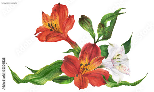 Garland vignette with red and white peruvian lily flowers