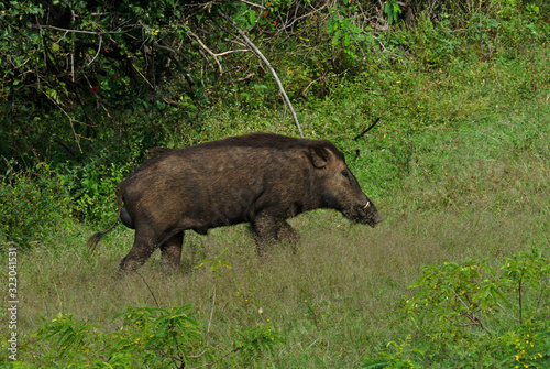 Wild big boar animal going by jungle, Yala National Park, Sri Lanka