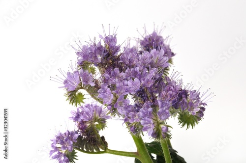 Phacelia on white background