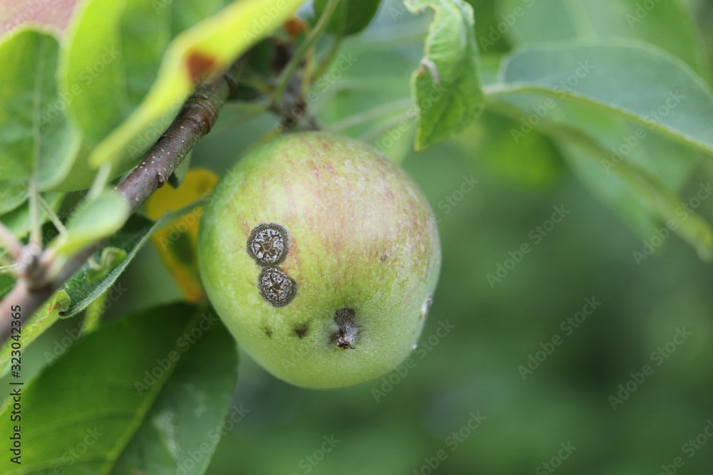 Apple scab , sooty blotch Venturia inaequalis . Apple diseases . Brown spots on apple fruit Apple scab , sooty blotch Venturia inaequalis . Apple diseases . Brown spots on apple fruit