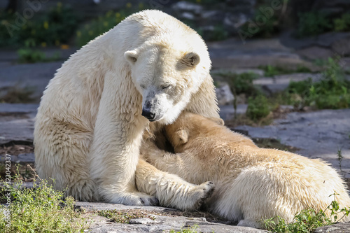 Eisbären im Tierpark Berlin