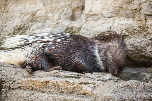 Stachelschwein im Tierpark Berlin photo