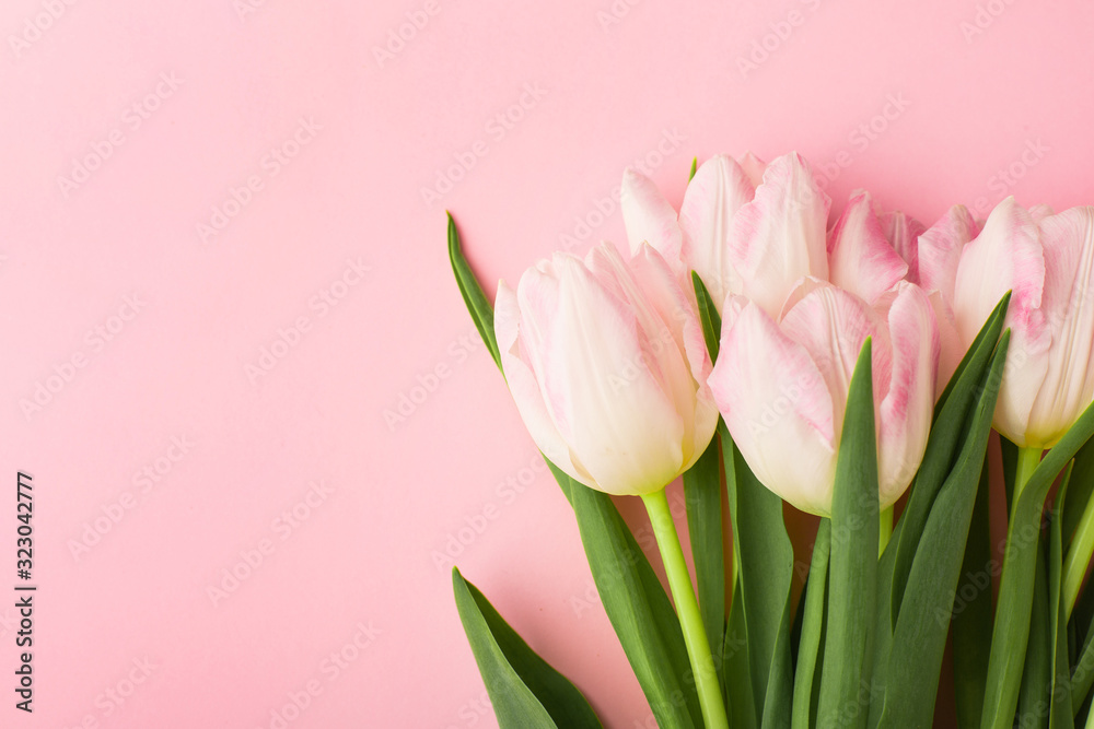 Fototapeta premium Spring flower pink tulips close-up on the pink background with copyspace. Theme of love, mother's day, women's day