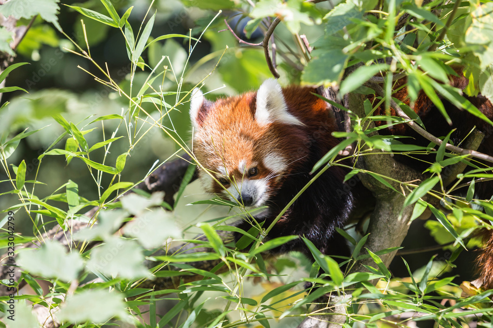 Fototapeta premium Roter Panda blickt zwischen Bambusblättern hervor