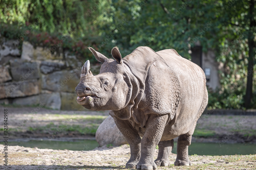 Fototapeta premium Nashorn im Tierpark Berlin