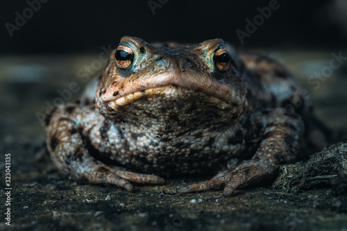 Toad portrait