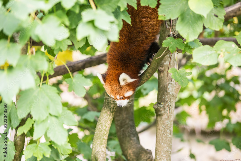 Fototapeta premium roter Panda im Tierpark Berlin