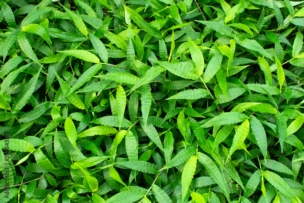 Overhead lush green leaves seamless background. Tropical garden. Overhead lush green leaves seamless background. Tropical garden.