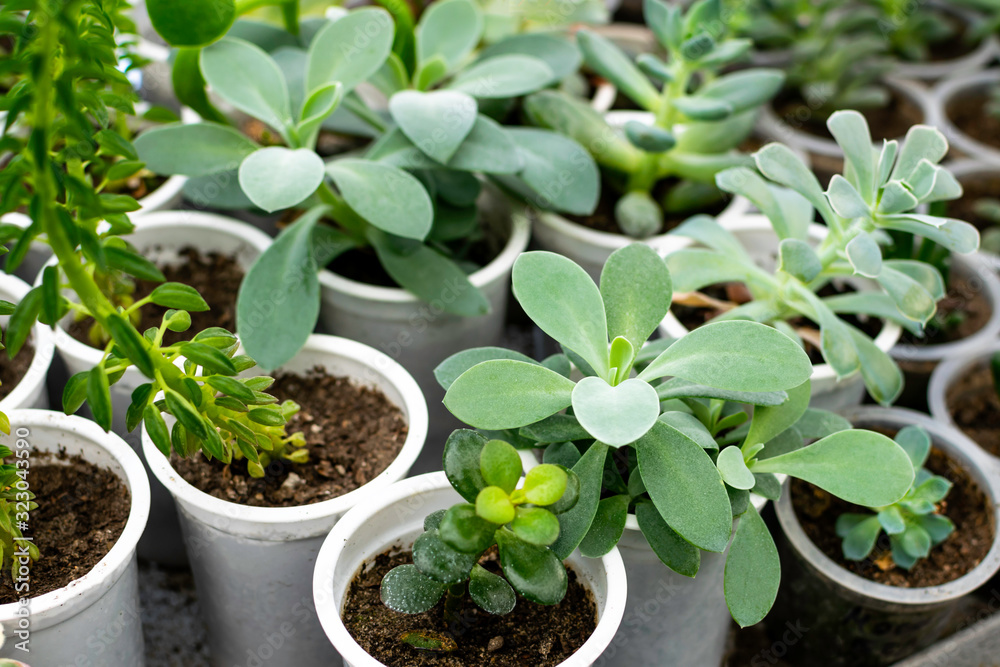Many small green plants in pots growing in greenhouse. Many small green plants in pots growing in greenhouse.