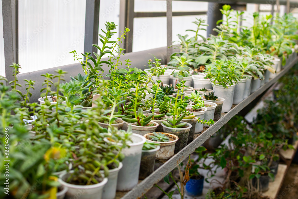 Many small green plants in pots standing at shelves in greenhouse. Many small green plants in pots standing at shelves in greenhouse.