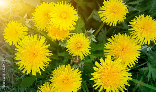 Image of yellow dandelion flowers