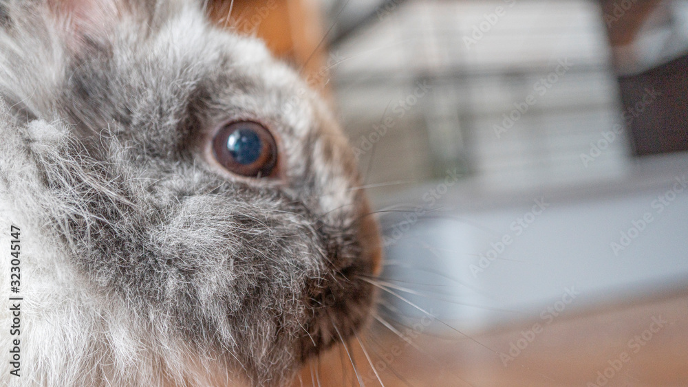 portrait of a rabbit, empty space for text on right side portrait of a rabbit, empty space for text on right side