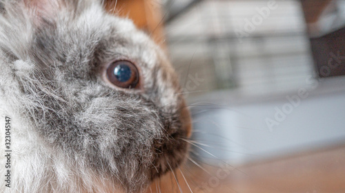 portrait of a rabbit, empty space for text on right side