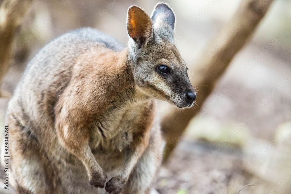 wildes Wallaby auf Kangaroo Island, Australien