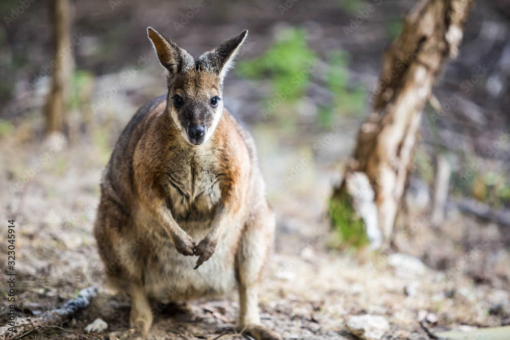 Fototapeta premium wildes Wallaby auf Kangaroo Island, Australien