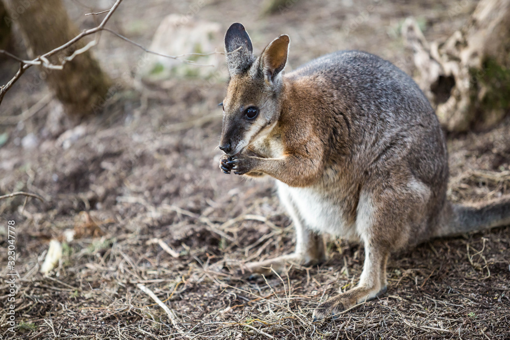 wildes Wallaby, Kangaroo Island, Australien wildes Wallaby, Kangaroo Island, Australien