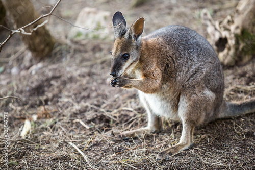 wildes Wallaby, Kangaroo Island, Australien