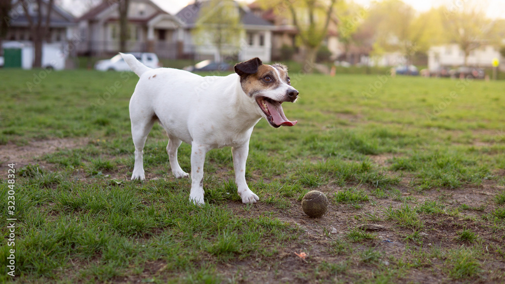 happy dog playing with a tennis ball at a park happy dog playing with a tennis ball at a park