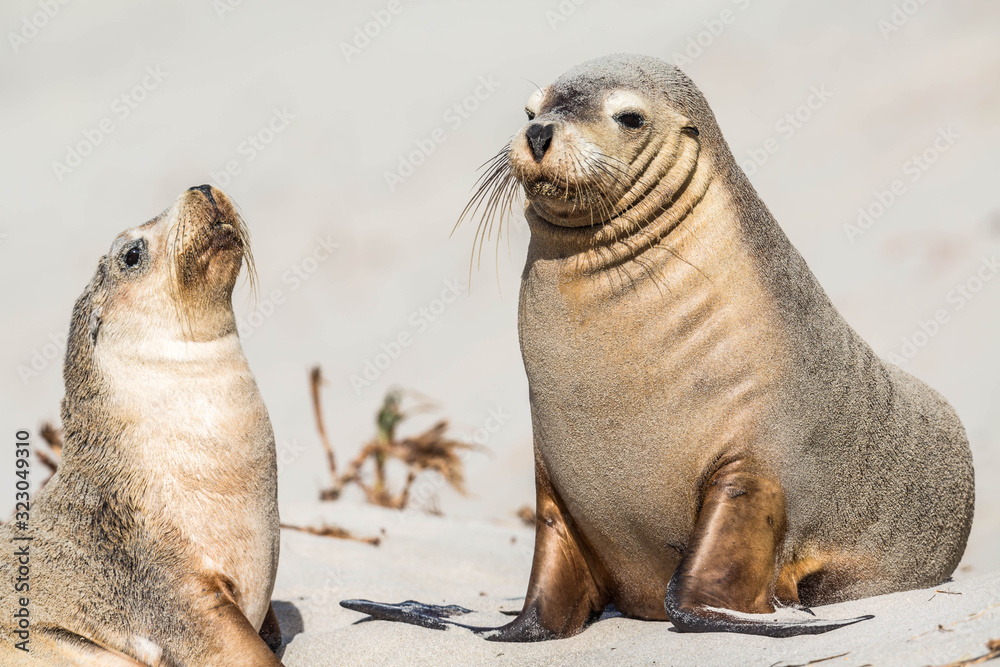 Obraz premium Seelöwen auf Kangaroo Island, Sealbay, Australien