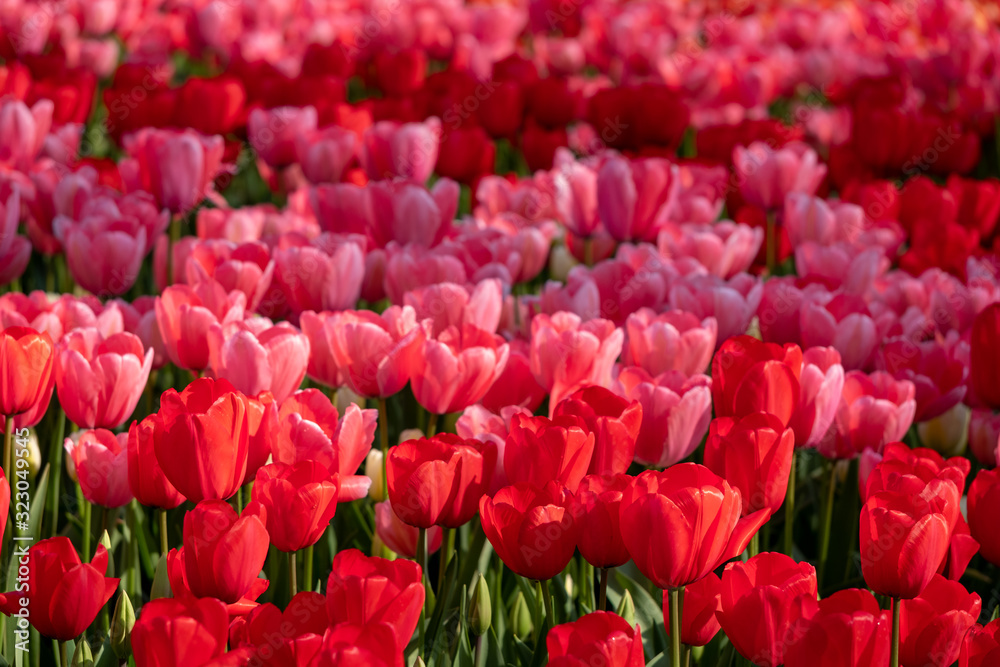 Keukenhof, Netherlands. April 2019. Tulips in vivid red colour on display at Keukenhof Gardens, Lisse, South Holland. Keukenhof, Netherlands. April 2019. Tulips in vivid red colour on display at Keukenhof Gardens, Lisse, South Holland.
