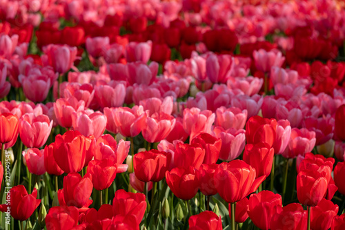 Keukenhof  Netherlands. April 2019. Tulips in vivid red colour on display at Keukenhof Gardens  Lisse  South Holland.