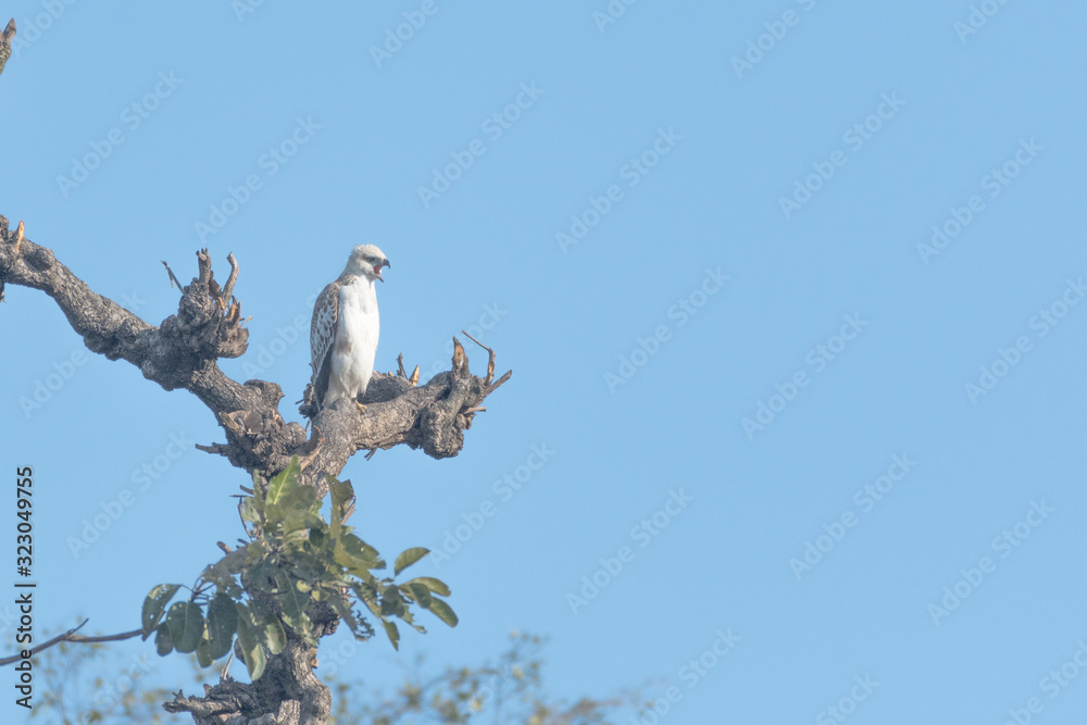 Changeable hawk-eagle or crested hawk-eagle is a large bird of prey species of the family Accipitridae. More informal or antiquated English common names include the marsh hawk-eagle or Indian crested Changeable hawk-eagle or crested hawk-eagle is a large bird of prey species of the family Accipitridae. More informal or antiquated English common names include the marsh hawk-eagle or Indian crested
