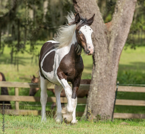 Gypsy Vanner Horse foal running in fenced paddock