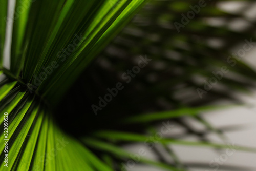 green house plant leaf © Brianna Boboige